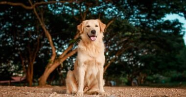 Photo Golden Retriever