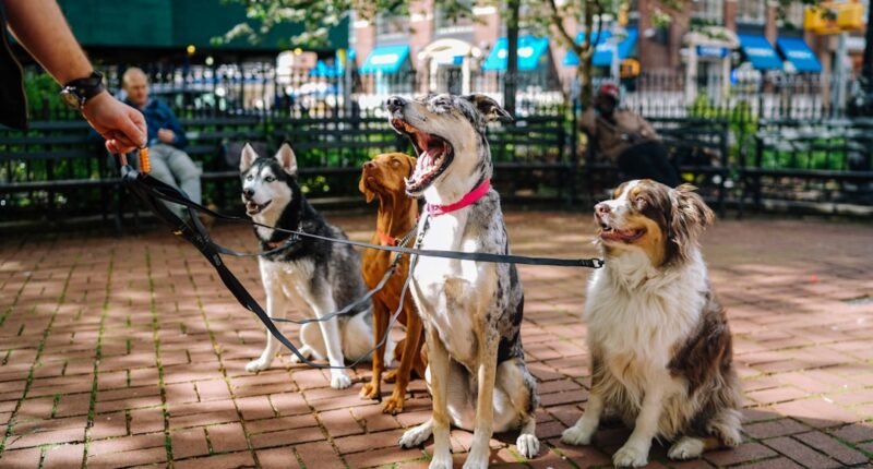 Photo Dog park